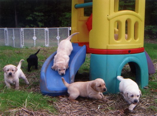 puppy playground