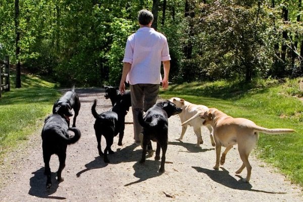 Jane walking the dogs